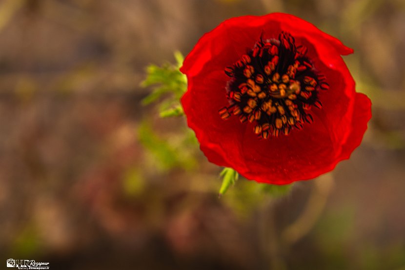 farrokhi-dam-eastern-iran-wild-poppies21