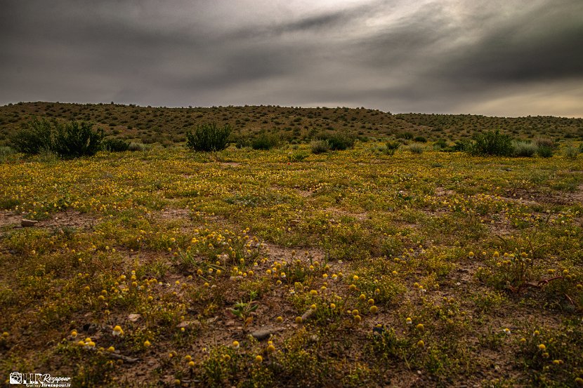 farrokhi-dam-eastern-iran-wild-poppies22
