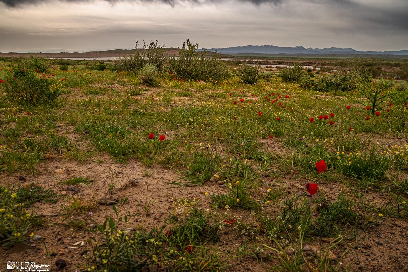 farrokhi-dam-eastern-iran-wild-poppies23