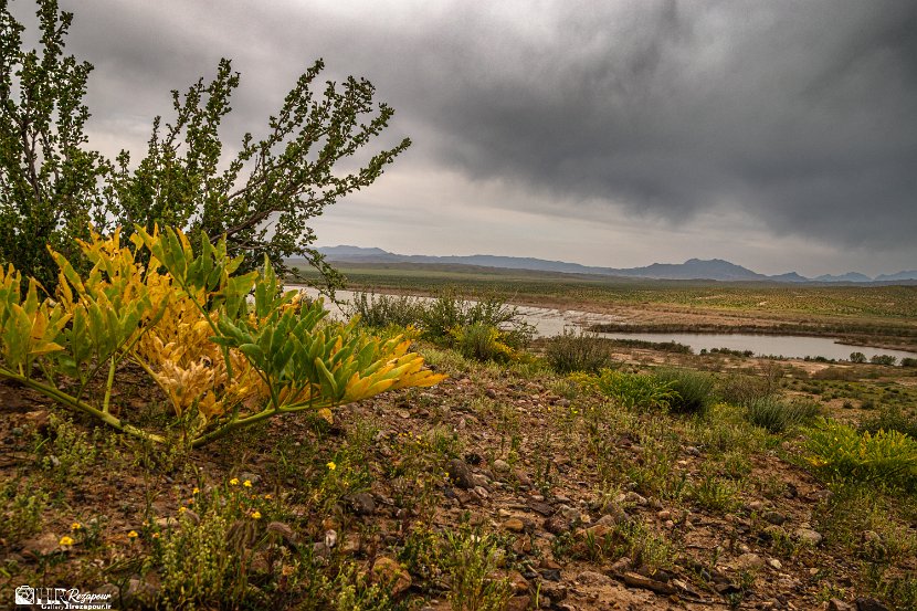 farrokhi-dam-eastern-iran-wild-poppies3