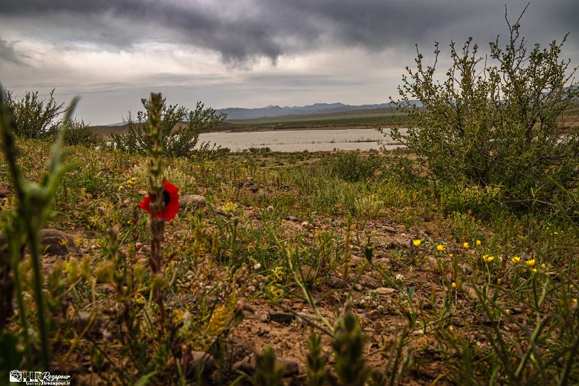 farrokhi-dam-eastern-iran-wild-poppies4