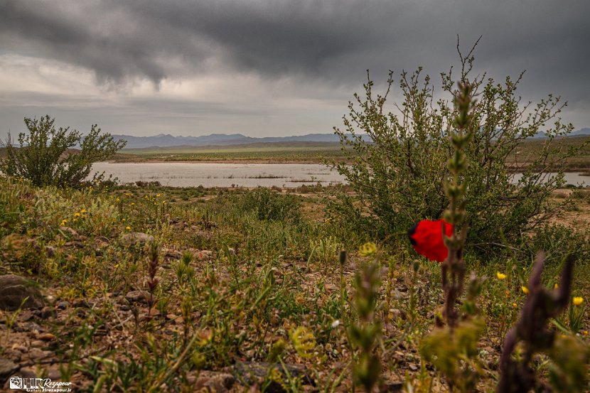 farrokhi-dam-eastern-iran-wild-poppies5