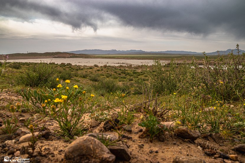 farrokhi-dam-eastern-iran-wild-poppies6