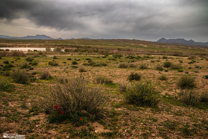 farrokhi-dam-eastern-iran-wild-poppies7