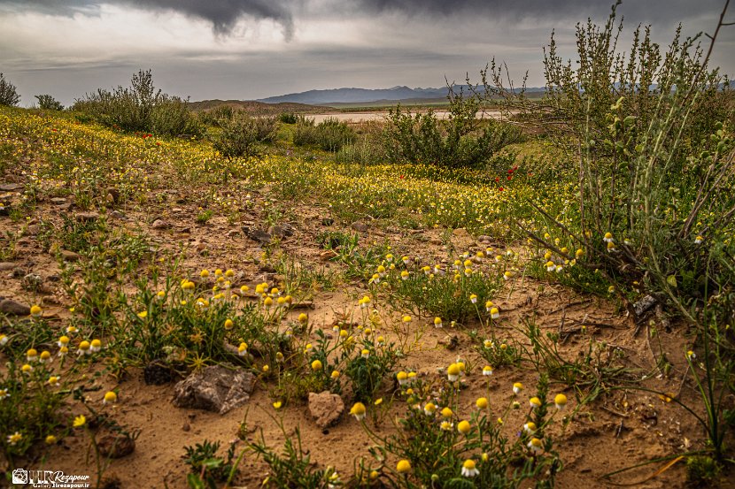 farrokhi-dam-eastern-iran-wild-poppies8
