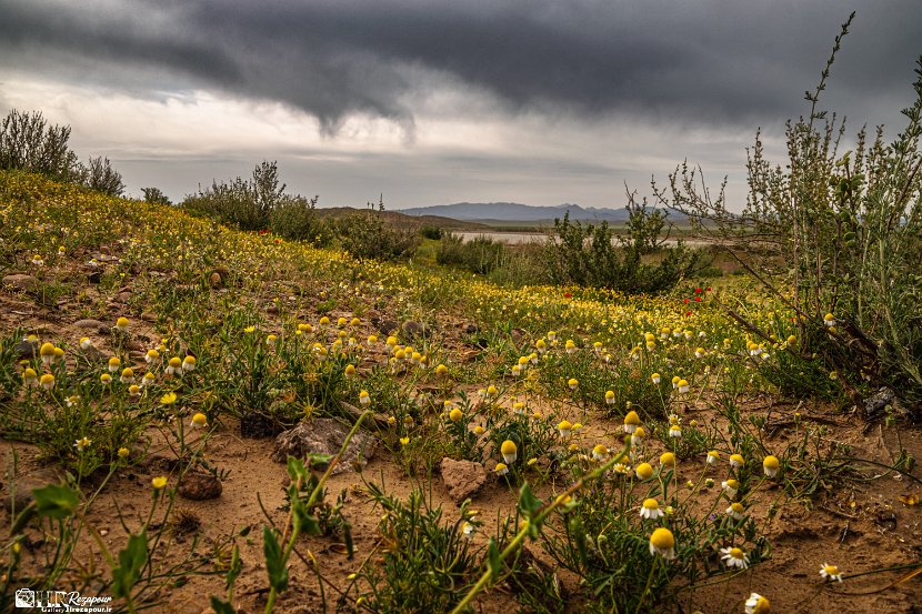 farrokhi-dam-eastern-iran-wild-poppies9