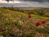 farrokhi-dam-eastern-iran-wild-poppies10.jpg