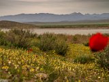 farrokhi-dam-eastern-iran-wild-poppies11.jpg