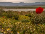 farrokhi-dam-eastern-iran-wild-poppies12.jpg