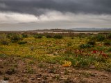 farrokhi-dam-eastern-iran-wild-poppies13.jpg