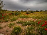 farrokhi-dam-eastern-iran-wild-poppies14.jpg
