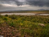 farrokhi-dam-eastern-iran-wild-poppies2.jpg