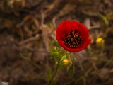 farrokhi-dam-eastern-iran-wild-poppies20.jpg