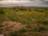 farrokhi-dam-eastern-iran-wild-poppies23.jpg