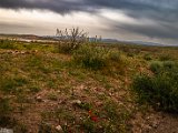 farrokhi-dam-eastern-iran-wild-poppies24.jpg