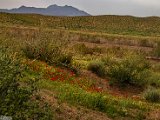 farrokhi-dam-eastern-iran-wild-poppies25.jpg