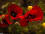 farrokhi-dam-eastern-iran-wild-poppies26.jpg