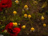 farrokhi-dam-eastern-iran-wild-poppies27.jpg