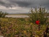 farrokhi-dam-eastern-iran-wild-poppies5.jpg