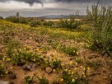 farrokhi-dam-eastern-iran-wild-poppies8.jpg